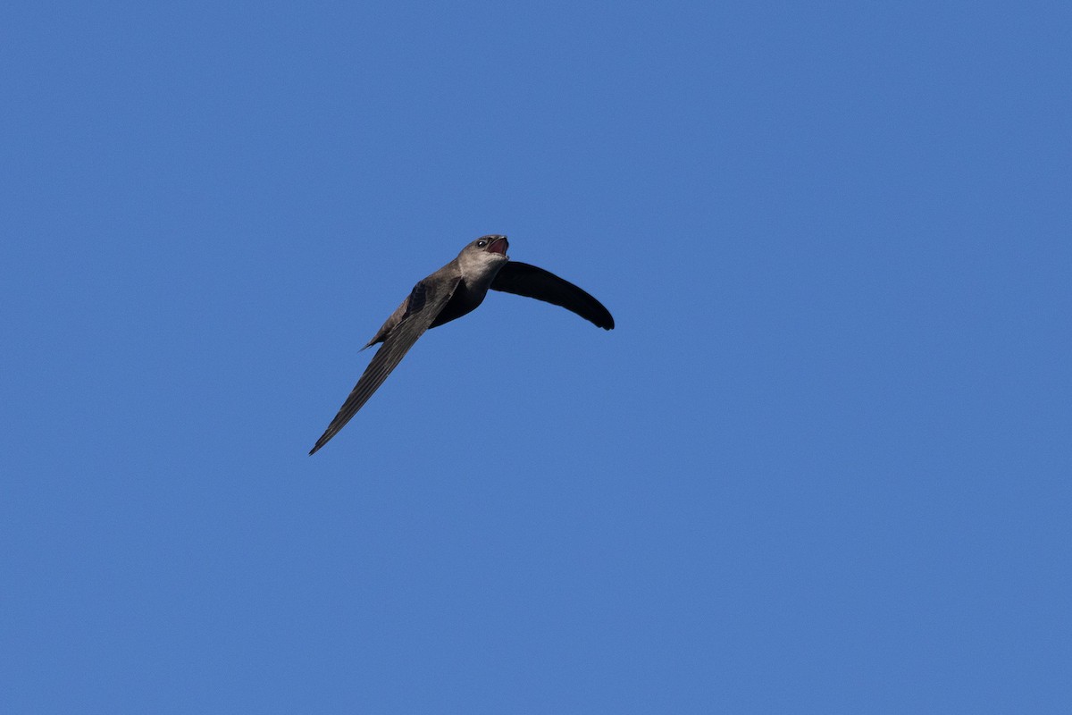 Chimney Swift - ML641361096