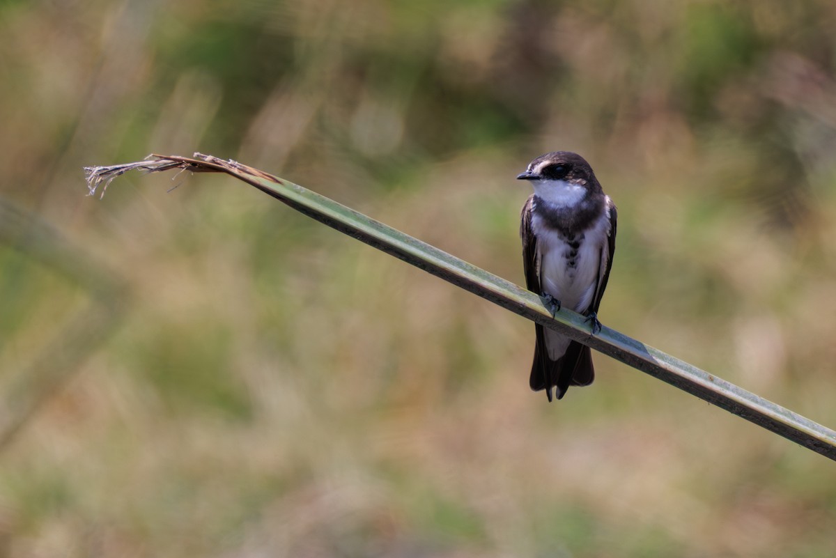Banded Martin - ML641361108