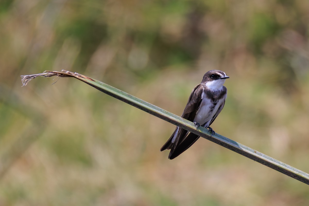 Banded Martin - ML641361109