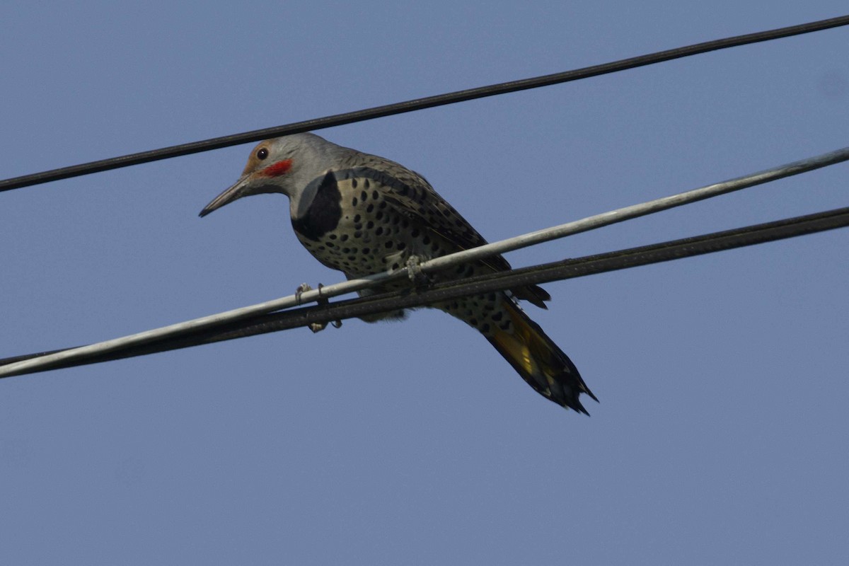 Northern Flicker - ML641361112