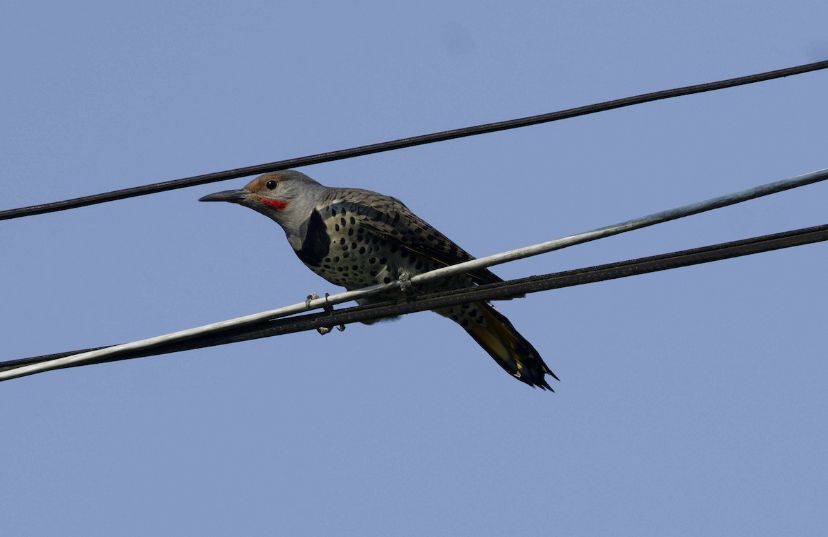 Northern Flicker - ML641361113