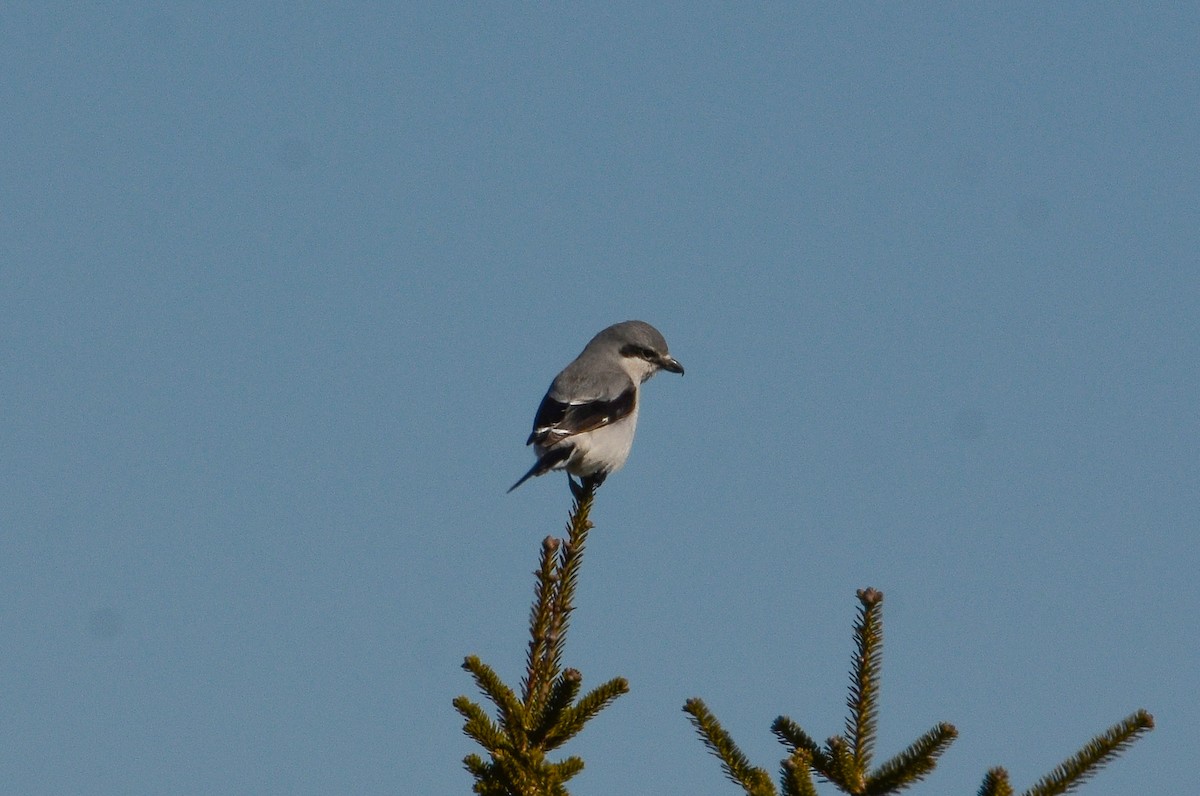 Alcaudón Boreal - ML641361117