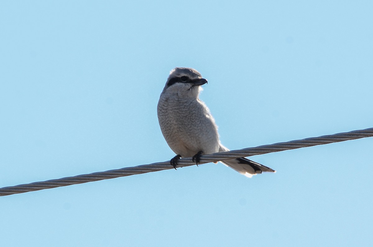 Alcaudón Boreal - ML641361118