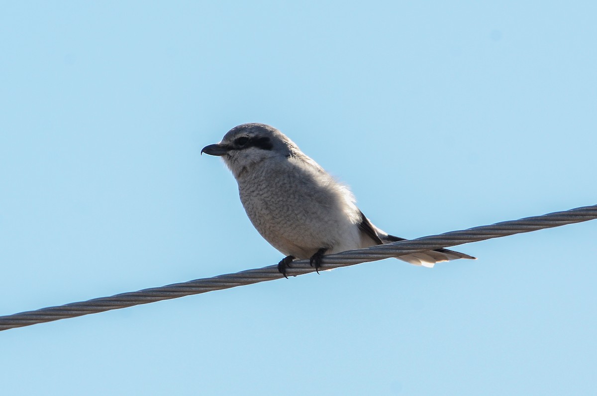 Alcaudón Boreal - ML641361119