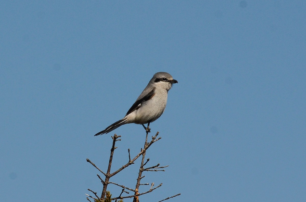 Alcaudón Boreal - ML641361120