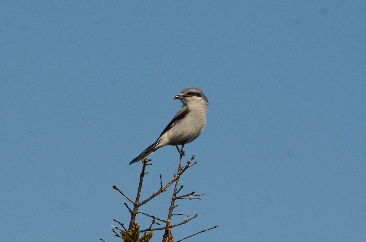 Alcaudón Boreal - ML641361121