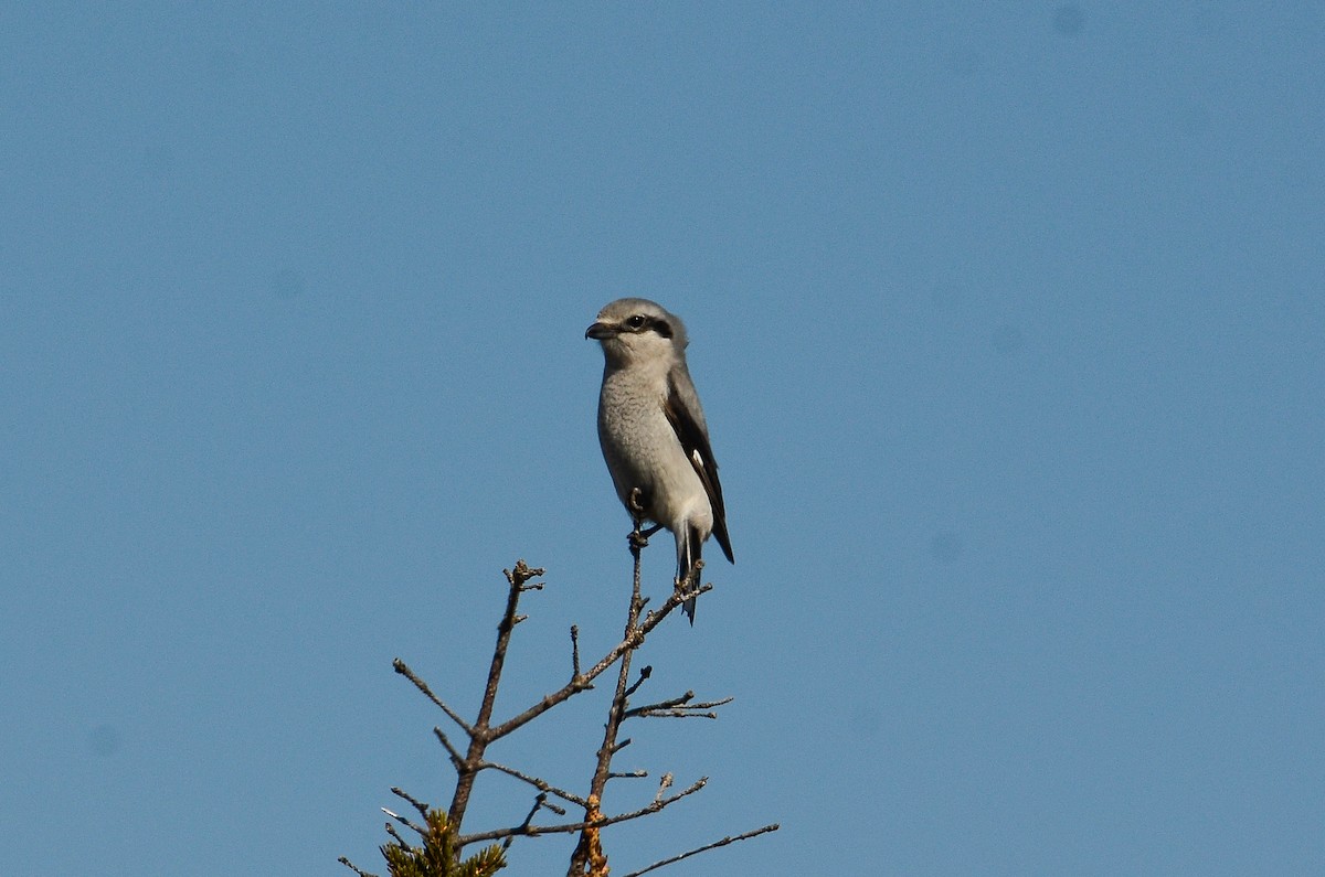 Alcaudón Boreal - ML641361122