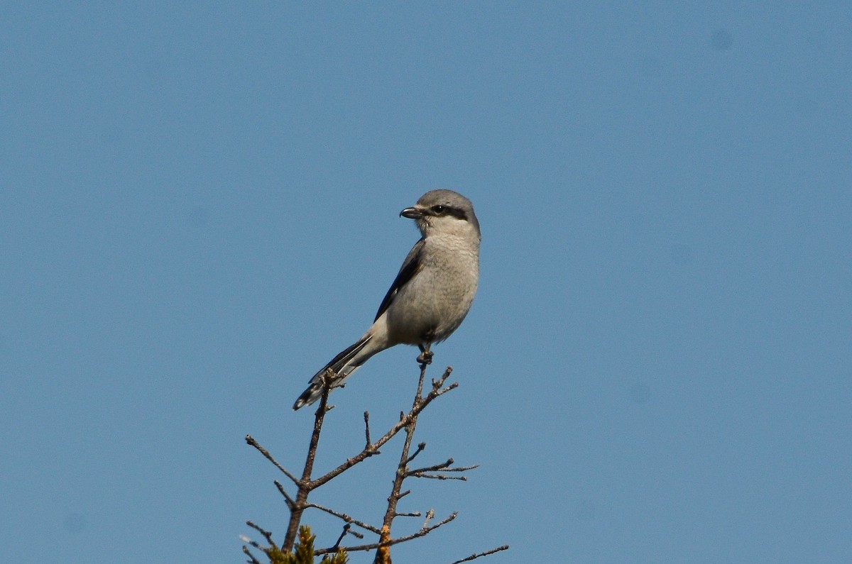 Alcaudón Boreal - ML641361124