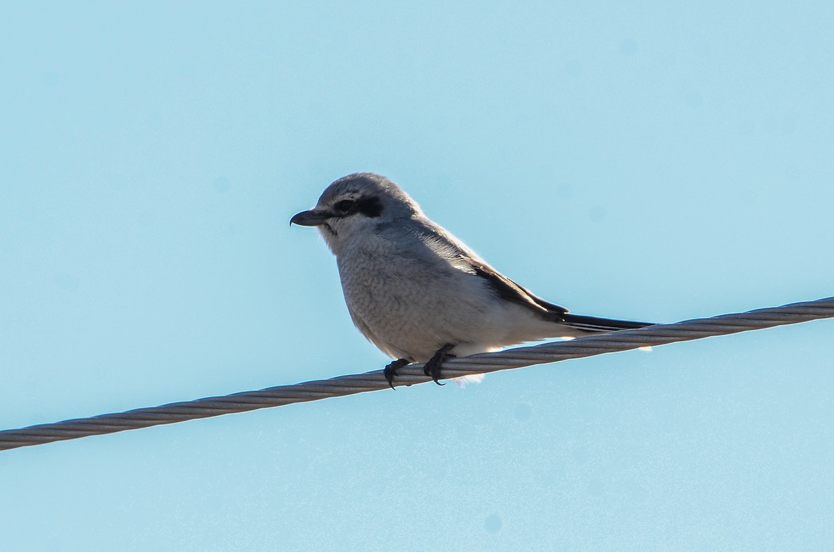 Alcaudón Boreal - ML641361125