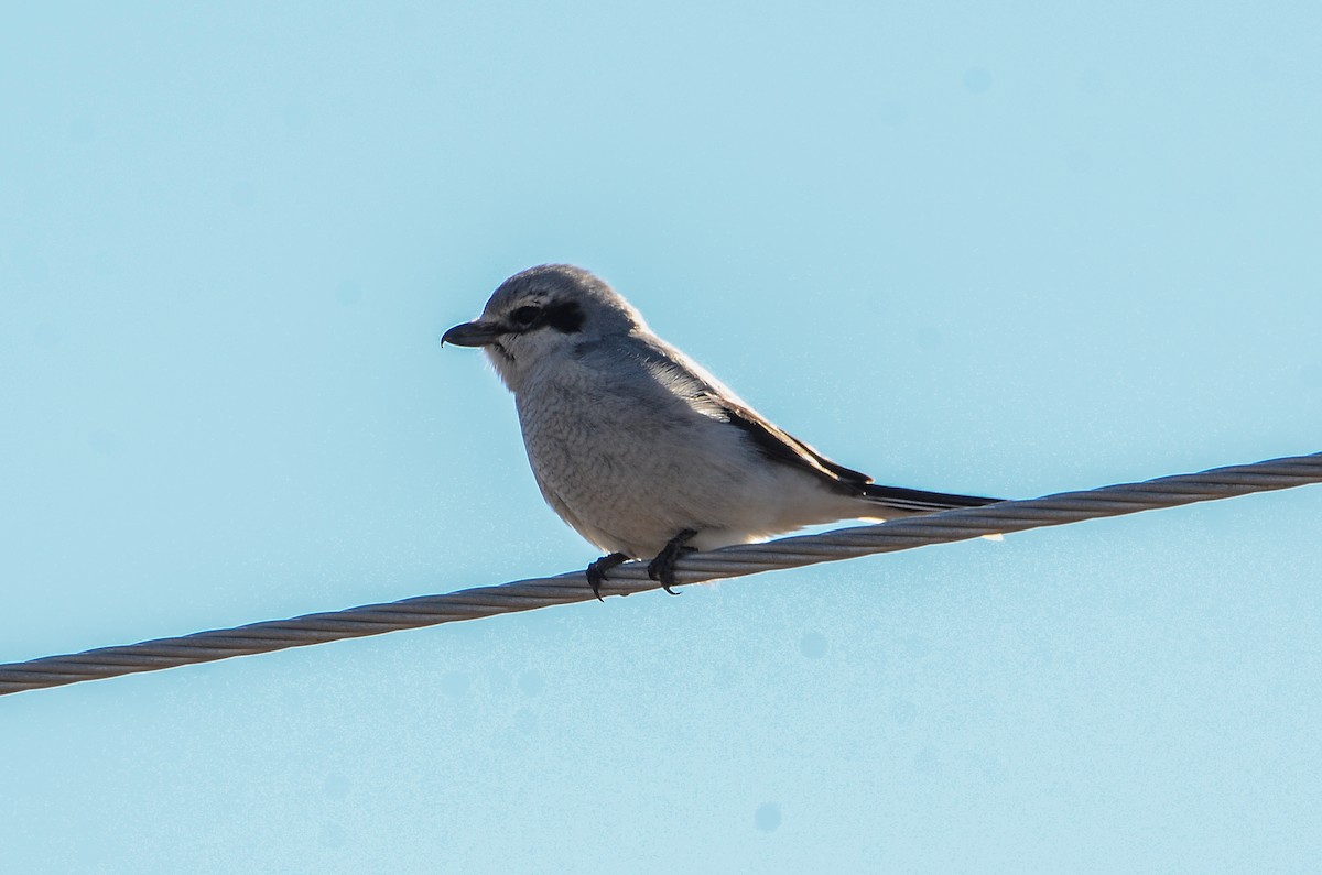Alcaudón Boreal - ML641361126