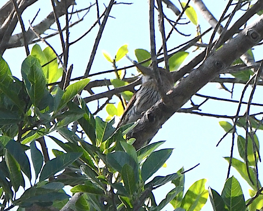 Eastern Striolated-Puffbird - ML641361127