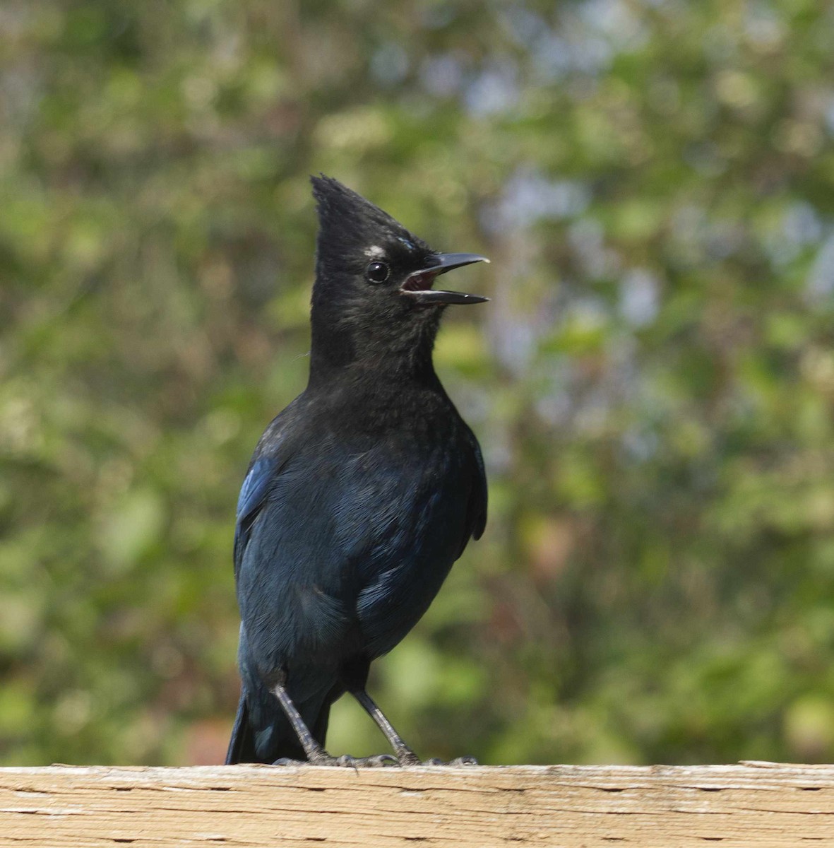 Steller's Jay - ML641361141