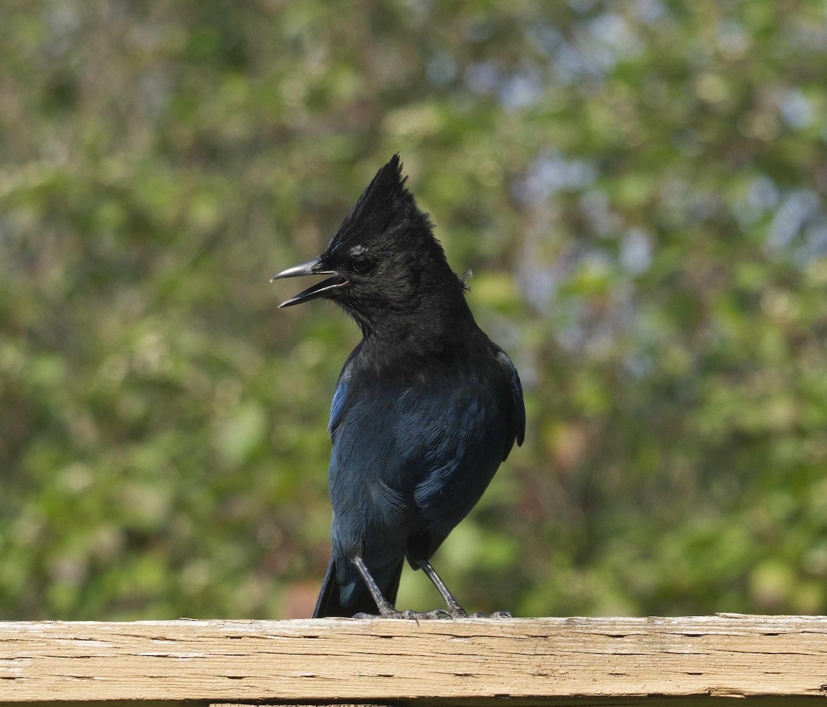 Steller's Jay - ML641361142