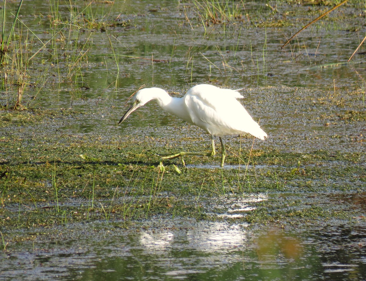 Little Blue Heron - ML641361145