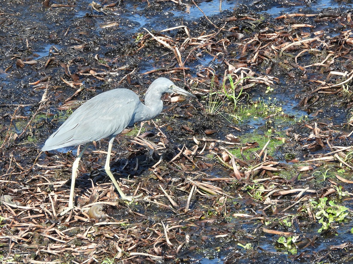 Little Blue Heron - ML641361148