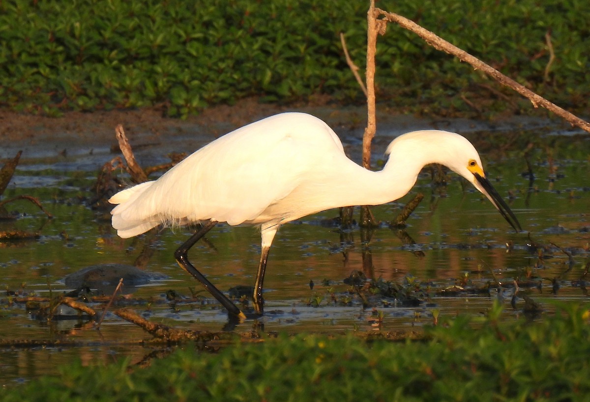 Snowy Egret - ML641361213