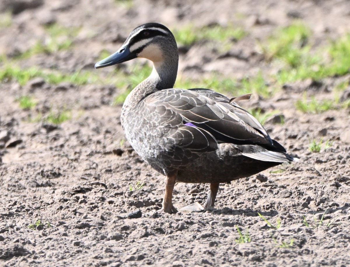Pacific Black Duck - ML641361222