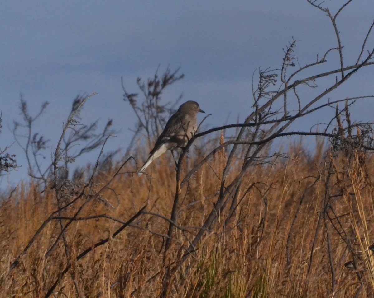 Black-billed Shrike-Tyrant - ML641361265