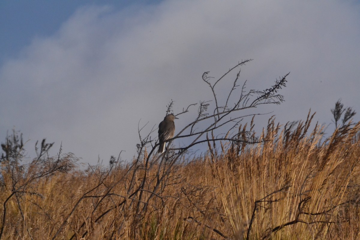 Black-billed Shrike-Tyrant - ML641361266