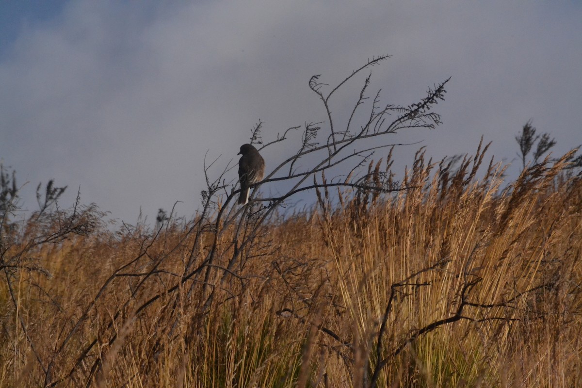 Black-billed Shrike-Tyrant - ML641361267