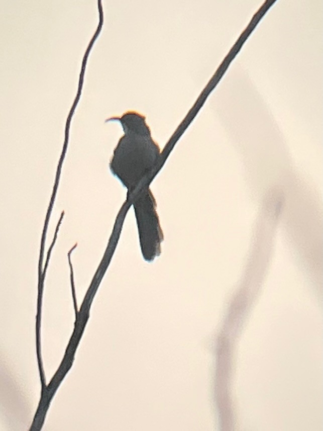 Crissal Thrasher - ML641361275
