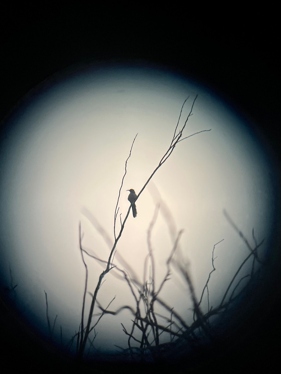 Crissal Thrasher - ML641361276