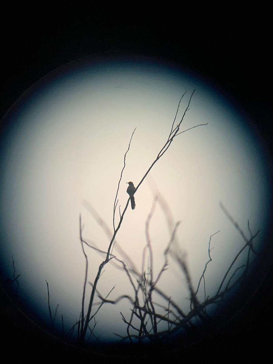 Crissal Thrasher - ML641361277