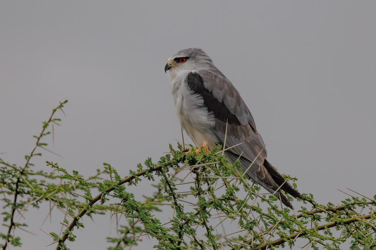Black-winged Kite (African) - ML641361309