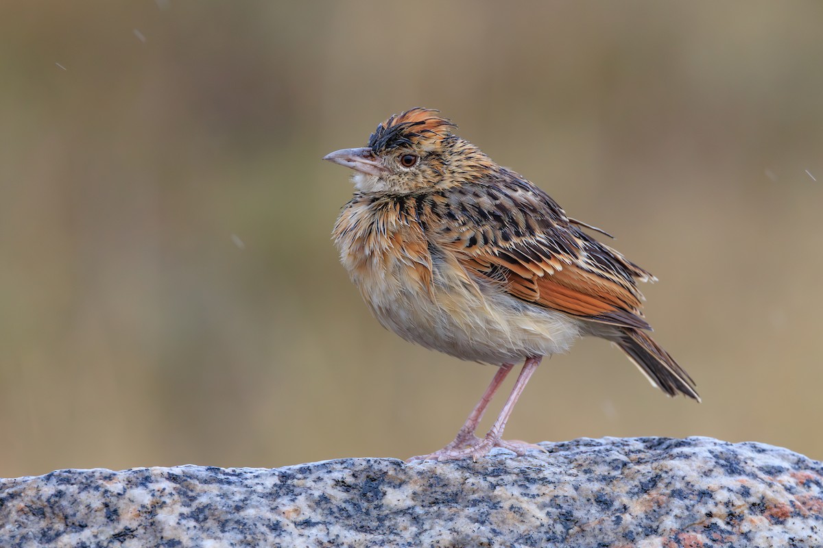 Rufous-naped Lark - ML641361315