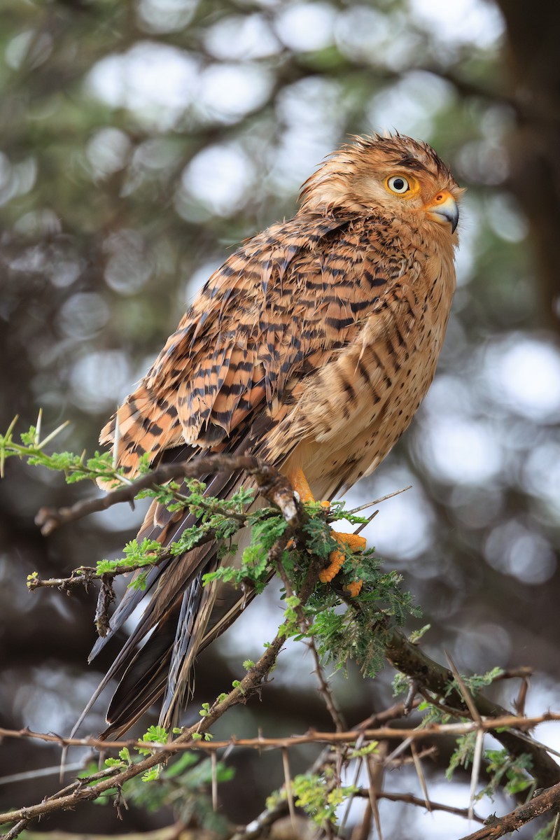 Greater Kestrel - ML641361317