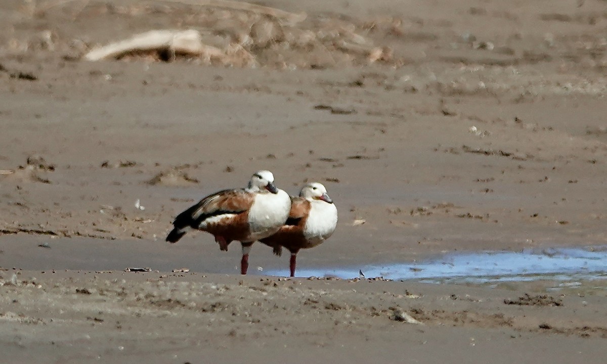 Orinoco Goose - ML641361384