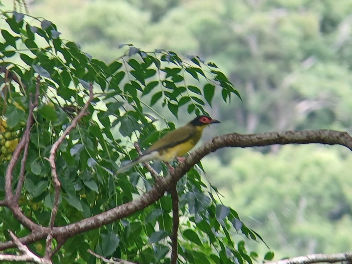 Australasian Figbird - ML641361464