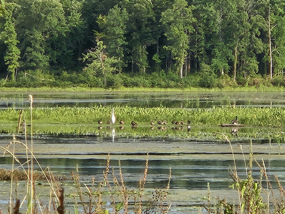 Great Egret - ML641361486