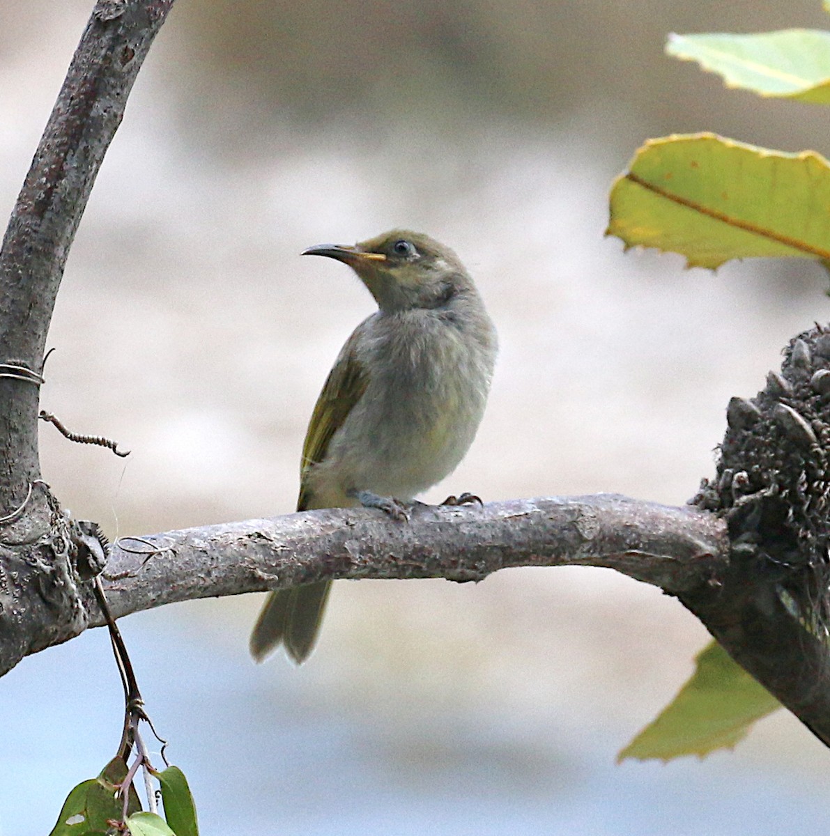Brown Honeyeater - ML641361498