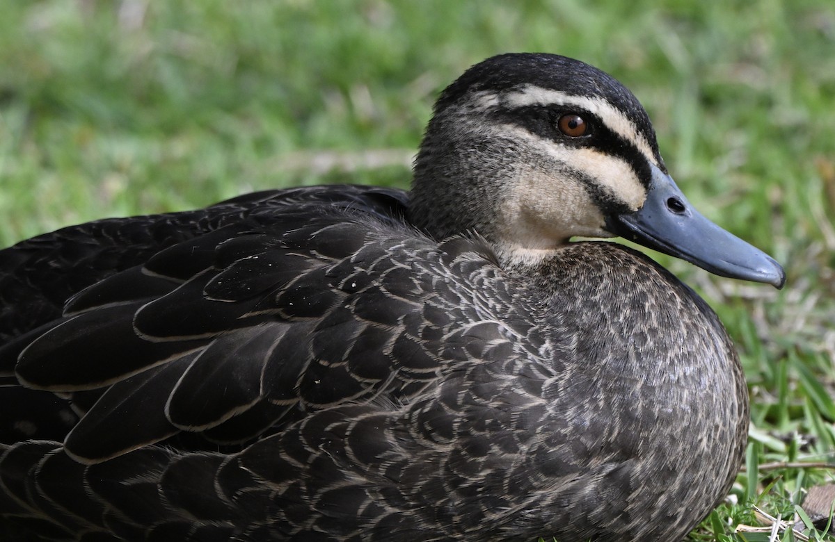 Pacific Black Duck - ML641361533