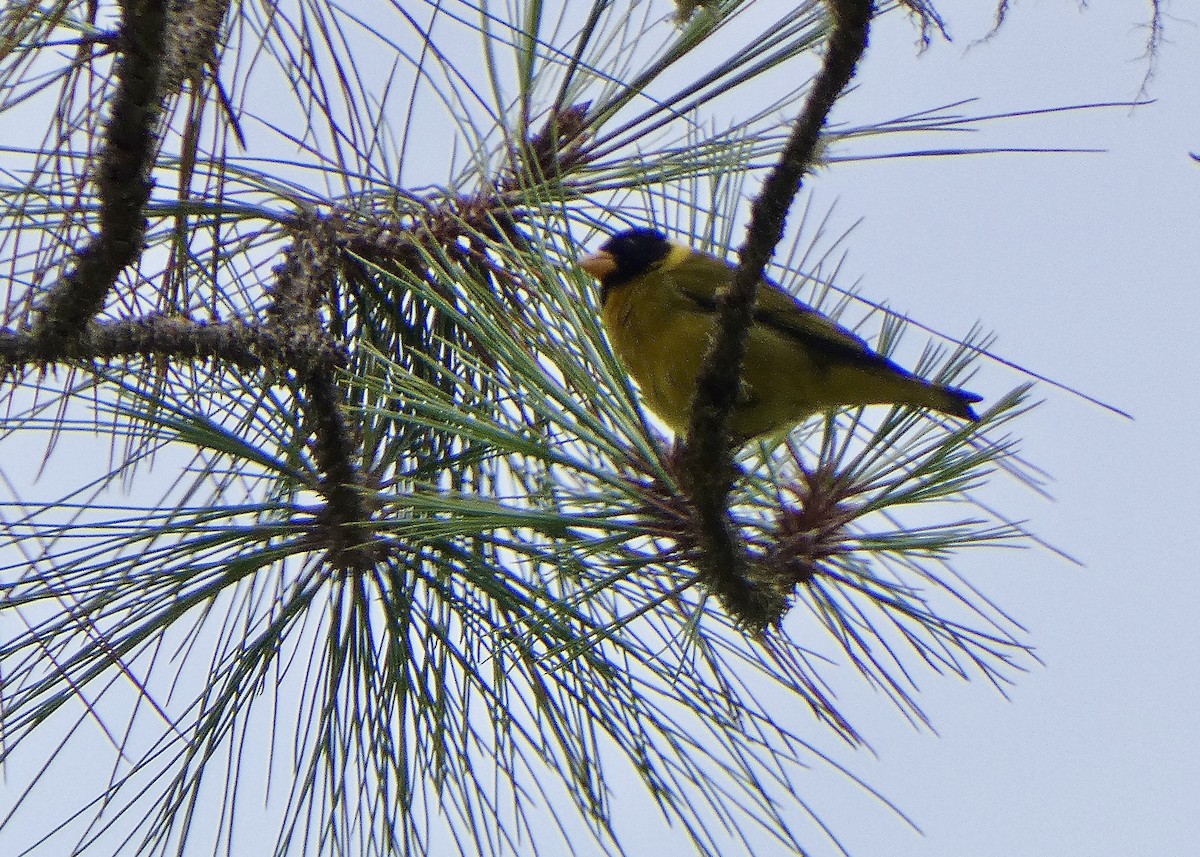 Antillean Siskin - ML641361542