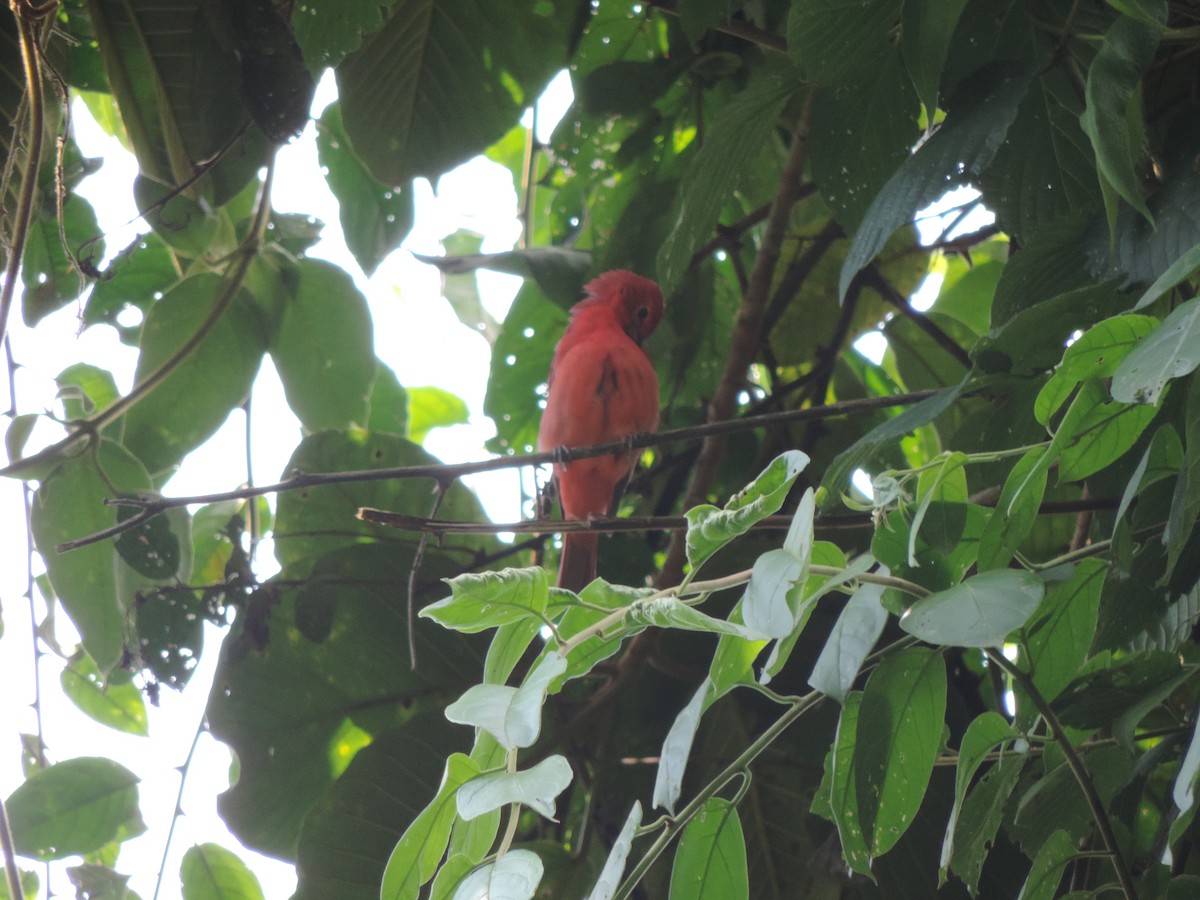 Summer Tanager - ML641361546