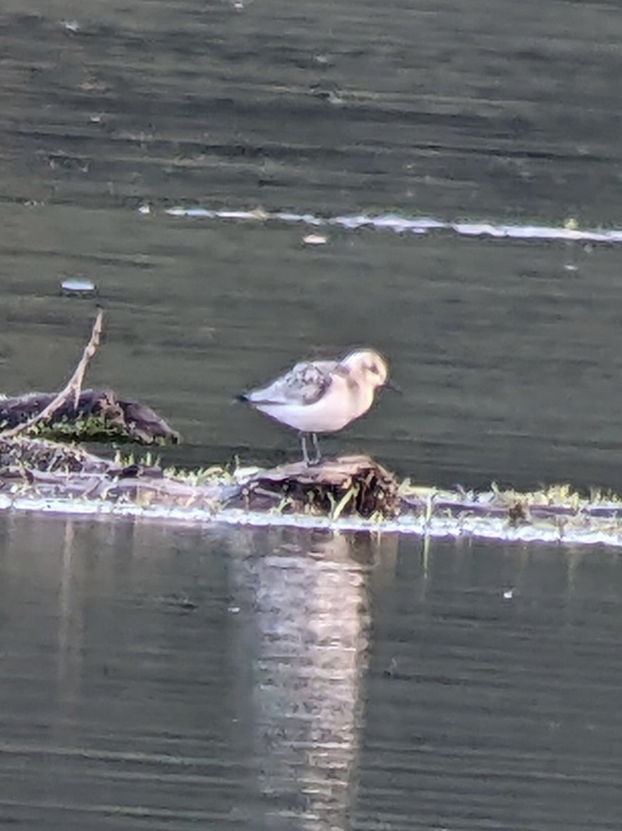 Sanderling - ML641361547