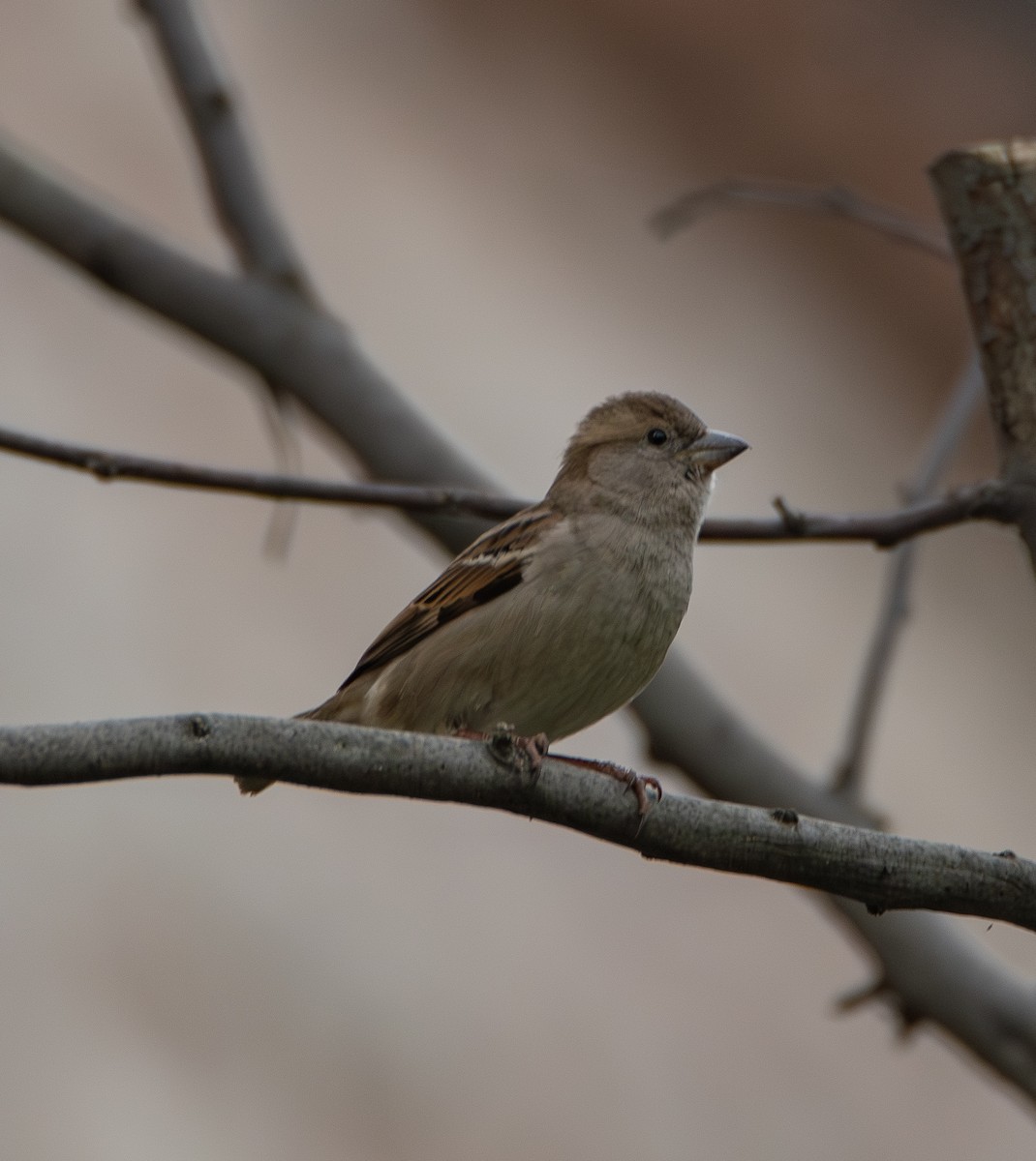 House Sparrow - ML641361548