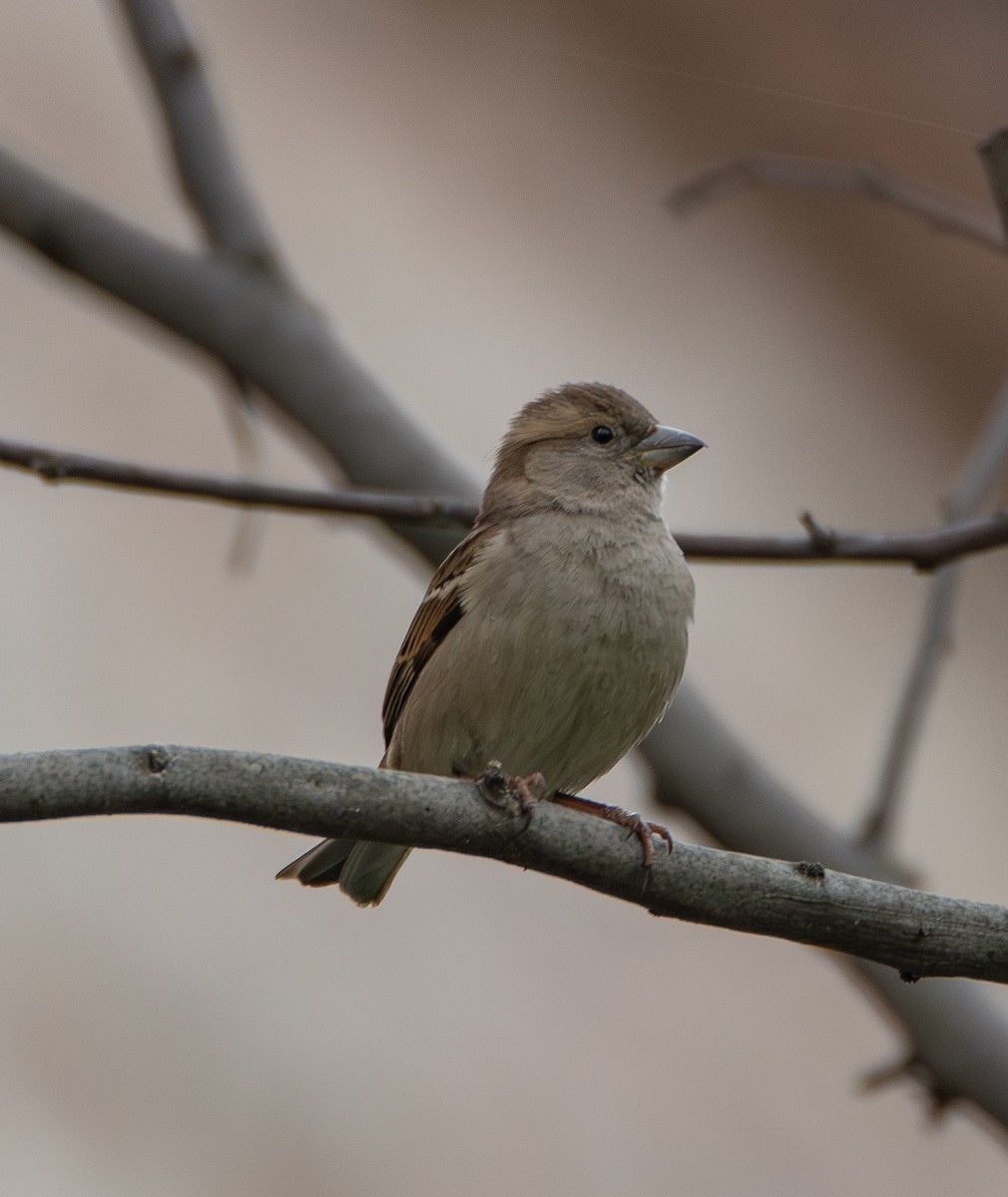 House Sparrow - ML641361550