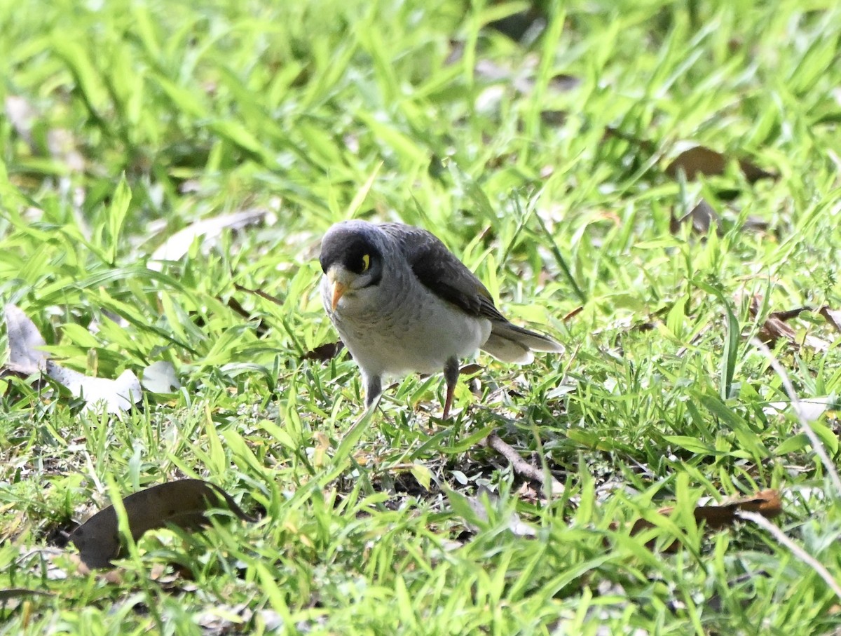 Noisy Miner - ML641361551