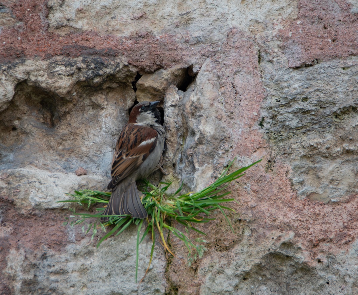 House Sparrow - ML641361552