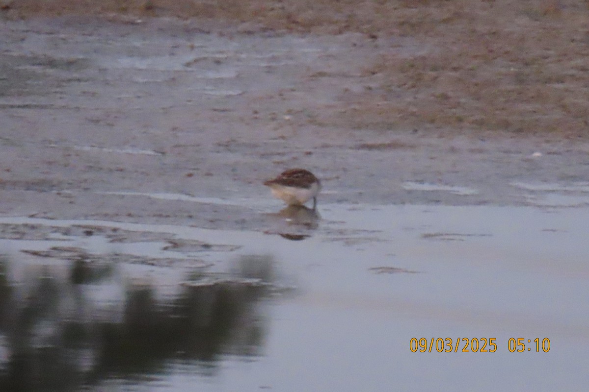 Least Sandpiper - ML641361553
