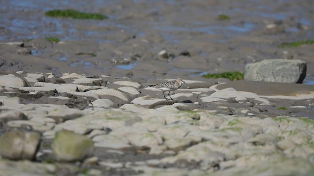Baird's Sandpiper - ML641361554