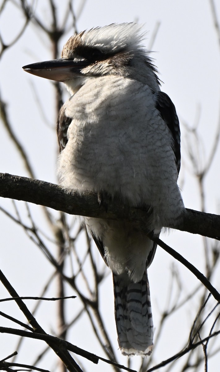 Laughing Kookaburra - ML641361556