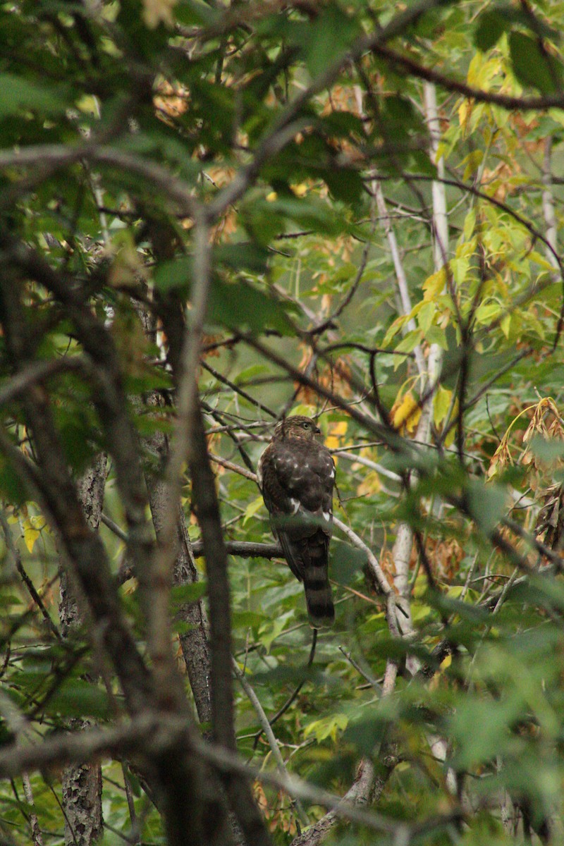 Sharp-shinned/Cooper's Hawk - ML641361557