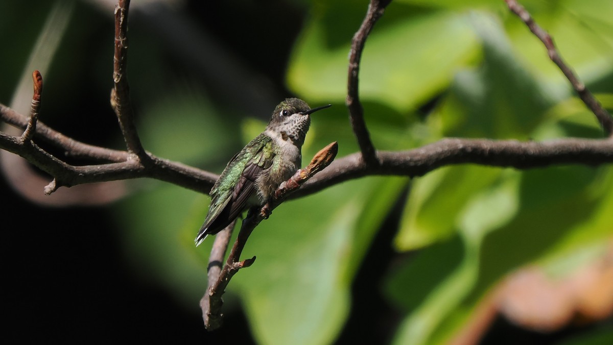 Ruby-throated Hummingbird - ML641361559