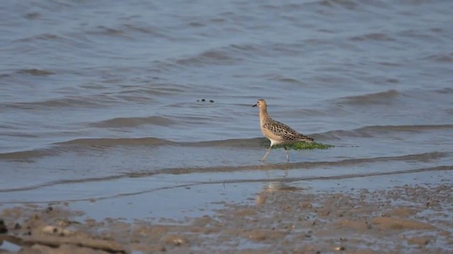 Ruff - ML641361561