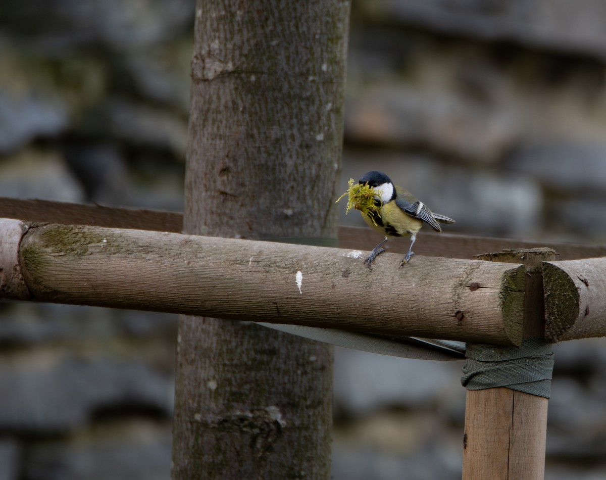Great Tit - ML641361562