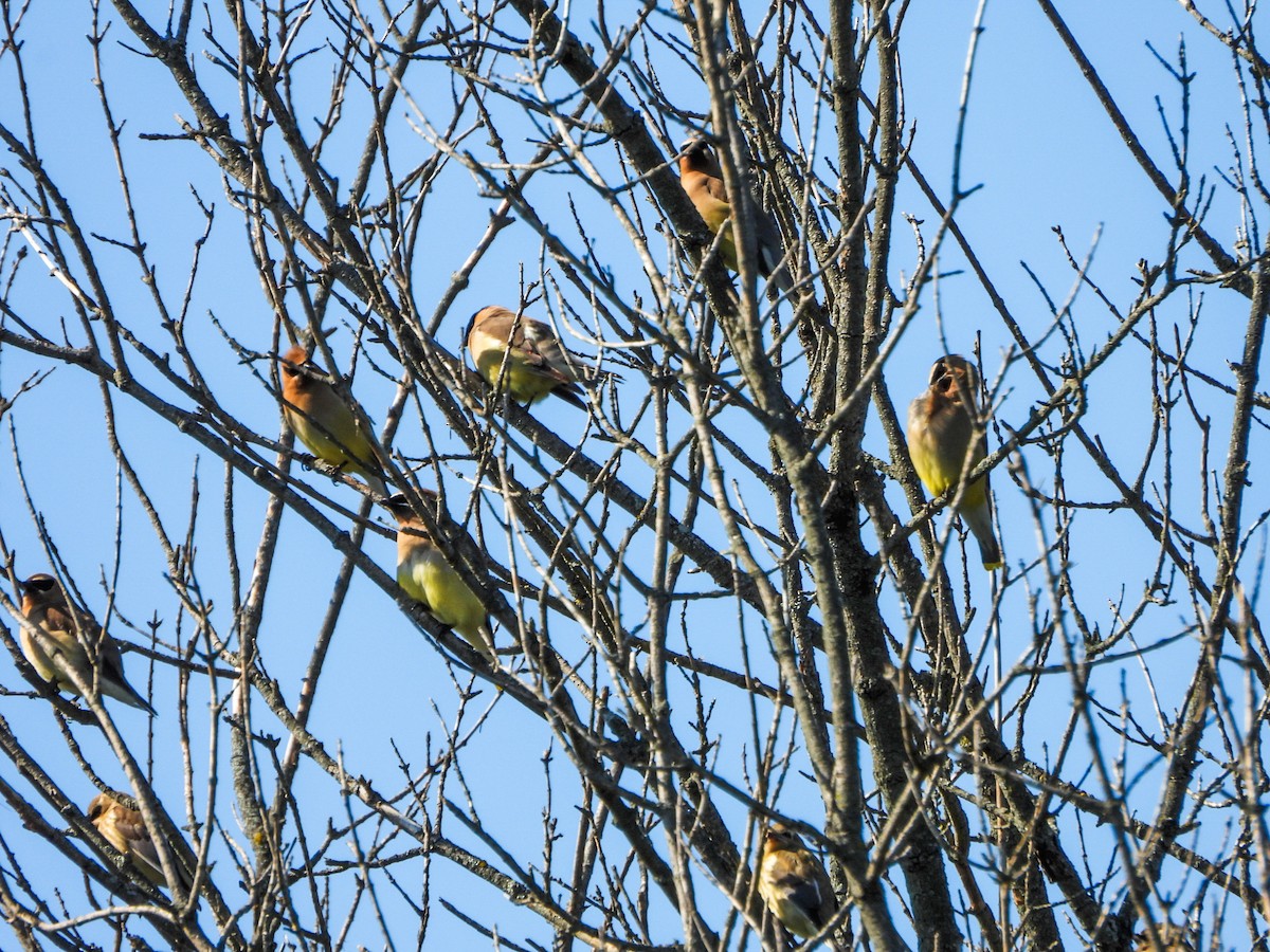 Cedar Waxwing - ML641361563